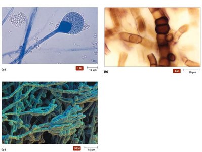 Representative asexual spores of molds