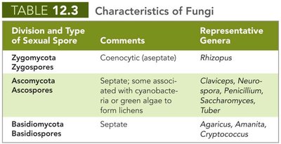 Table of fungal divisions and representative genera