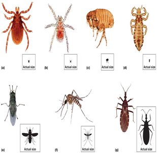 Representative arthropod vectors