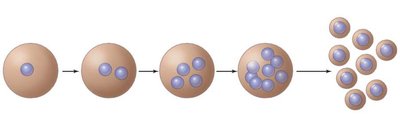 Diagram of schizogony in protozoa