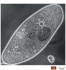 Contractile vacuole in protozoa