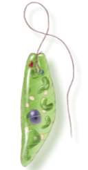 Euglena illustration