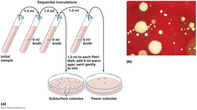 Pour plate method diagram and result