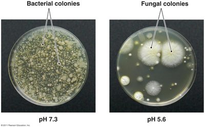 Selective medium example