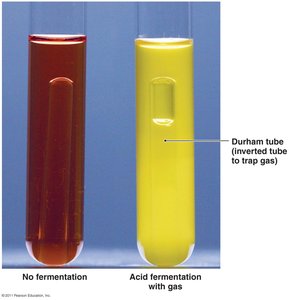 Carbohydrate tubes as differential media