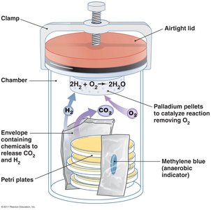 GasPak anaerobic system