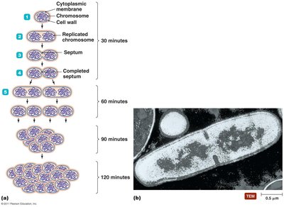 Binary fission diagram and TEM image