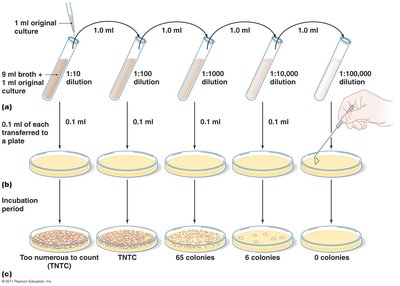 Serial dilution and viable plate count