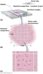 Cell counter for estimating microbial numbers