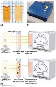 Indirect measurement of population size