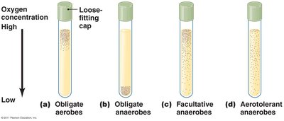 Test tubes showing oxygen requirements of microbes