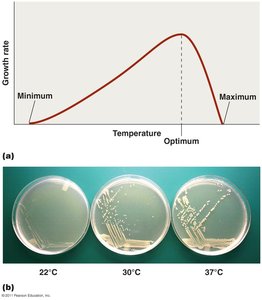 Growth rate vs temperature graph and petri dishes at different temperatures