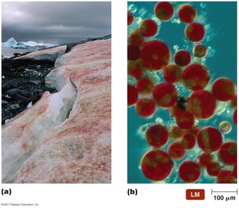Psychrophile example: red snow and microscopic view