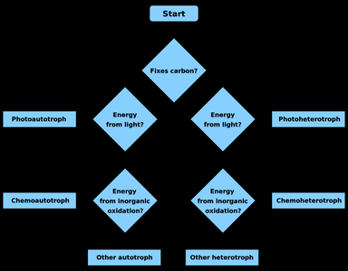 Flowchart for classification of metabolic types