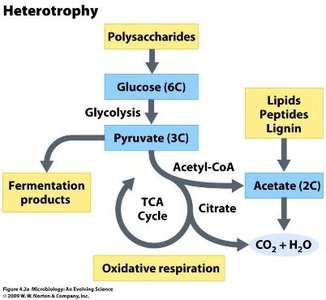 Diagram of energy sources: chemotrophy and phototrophy