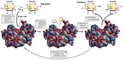 Enzyme-substrate interaction and catalysis