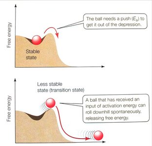 Graph showing catalyzed vs. uncatalyzed reaction rates