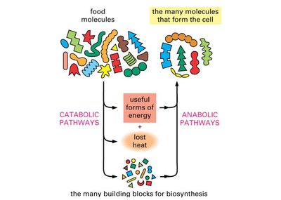 Diagram of catabolic and anabolic pathways