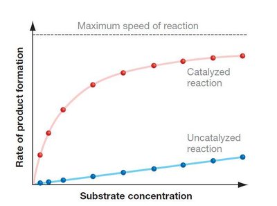 Graph showing effect of enzyme on activation energy