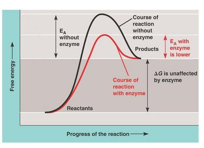Diagram of reaction coupling with negative and positive ΔG