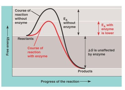Example of coupled reactions with ATP hydrolysis