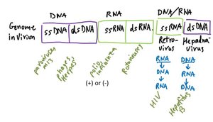 Classification of viral genomes and examples
