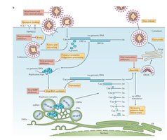 Detailed SARS-CoV-2 life cycle