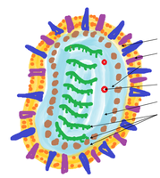 Influenza virus structure