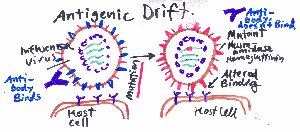 Antigenic drift in influenza virus