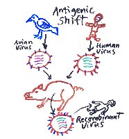 Antigenic shift in influenza virus