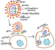 HIV structure and entry into CD4 cell