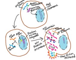 HIV life cycle and integration