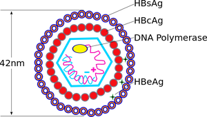 Hepatitis B virus structure