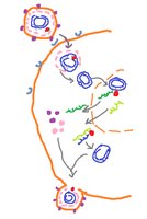 Hepatitis B virus life cycle