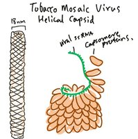 Tobacco Mosaic Virus helical capsid structure