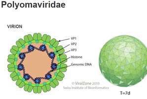 Polyomavirus virion structure