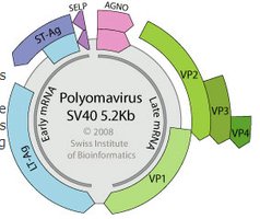 SV40 genome map