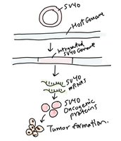SV40 integration and carcinogenesis