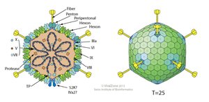 Adenovirus structure