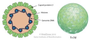 HPV structure