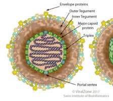 Herpesvirus structure