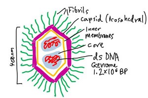 Mimivirus structure