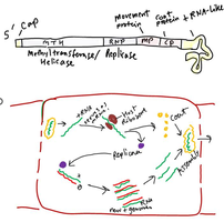TMV genome map and replication cycle