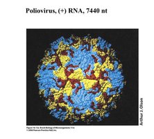 Poliovirus virion structure