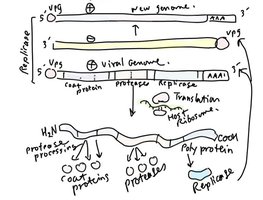 Poliovirus genome and polyprotein processing