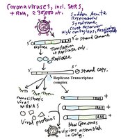 Coronavirus genome structure and life cycle
