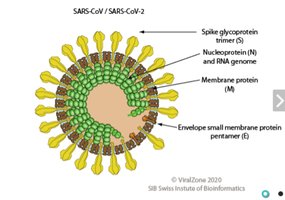 SARS-CoV-2 virion structure