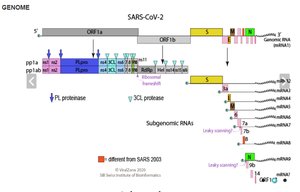 SARS-CoV-2 genome map and mRNA synthesis