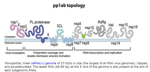 SARS-CoV-2 polyprotein topology and processing