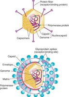 Diagram of naked and enveloped virus structure